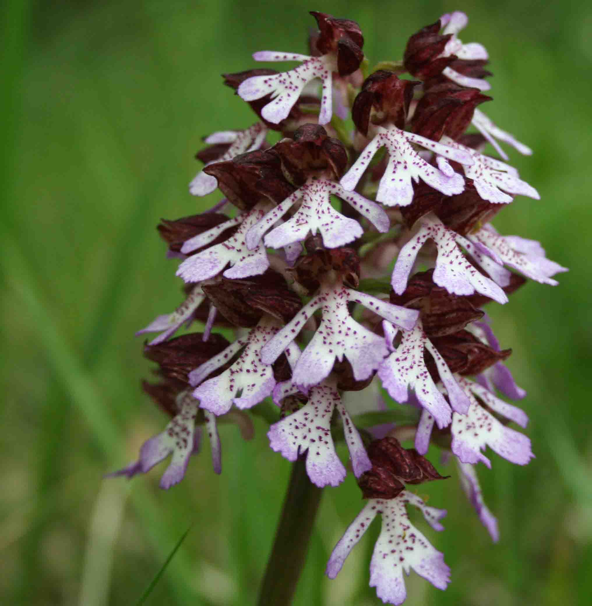 Orchidea sp